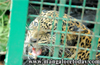 Bantwal : Leopard caught in trap